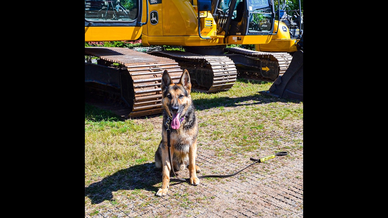 Enlarge Jasper, a Adoptable German Shepherd Dog in Millburn, NJ video 6/6