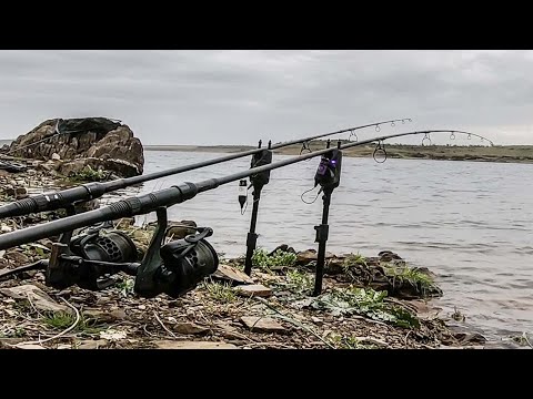 PopUP vs. Boilie I Was fängt mehr Karpfen?