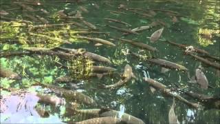 Download lagu [HD - Underwater] Ikan Dewa Kuningan Cirebon by FORUMBEBAS.COM mp3