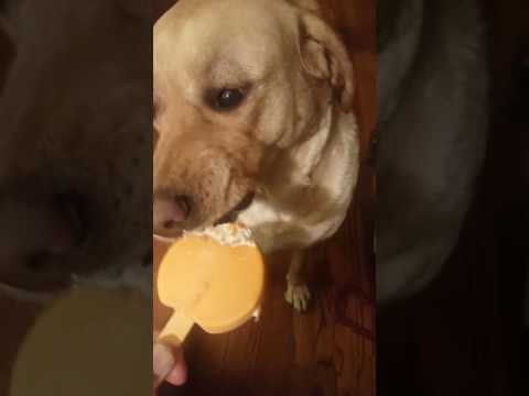 Farrah loves ice cream