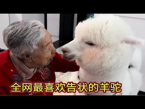 全网最聪明的羊驼，爱向男主人告状，会撒娇，还会保护小主人
