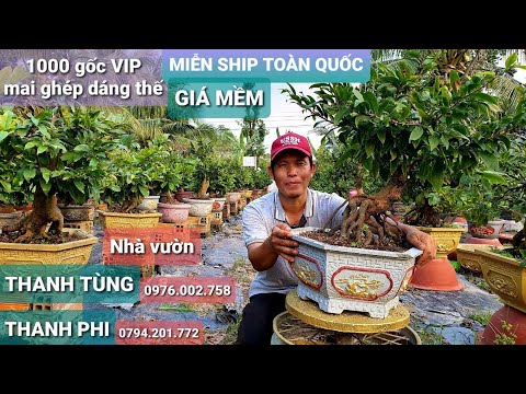 MAI GHÉP THÀNH PHẨM CHƠI TẾT 2022 - 27/12(O976-OO2-758 TÙNG) Bonsai Cần Thơ