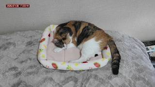 三毛猫フミちゃん　 LIVE配信　2026年7月30日　calico cat　(LIVE stream)