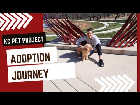 ADOPTING a dog from KC Pet Project. Walter's Journey from Kansas City to St Louis.