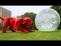 Clifford Is The Dog We All Dream To Have Clifford The Big Red Dog Best Scenes 4K