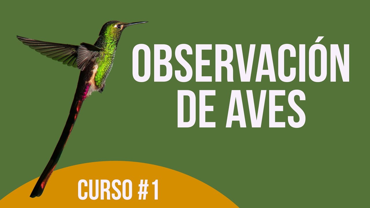 ¿Cómo observar Aves?🐦🦉👓 Curso de Observación de aves, Cap. #1