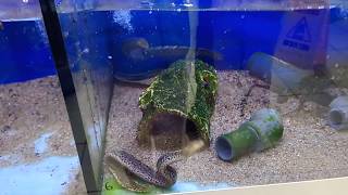 True Freshwater Tiger Moray Eels (small /young)