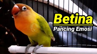 Download lagu Suara Burung Lovebird Betina Memancing Emosi Labet Jantan Agar Semangat Bunyi (21/9/21) mp3