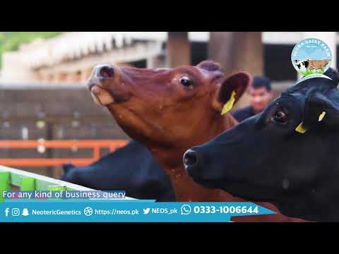 SUCHA Dairy Farm's beautiful animals | FOR SALE