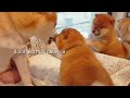Domt Heccin Test Mom Shiba Inu Puppies With Captions