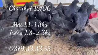 Chủ nhật 15/06