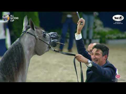 N 56 D BEISAN   AACHEN 2022   38° All Nations Cup   Fillies 2 Years Old Class 3B