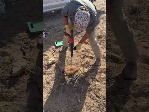 Predator Control in the Lone Star state #texas #coyotetrapping #trapping #bobcat #bait #trailcam