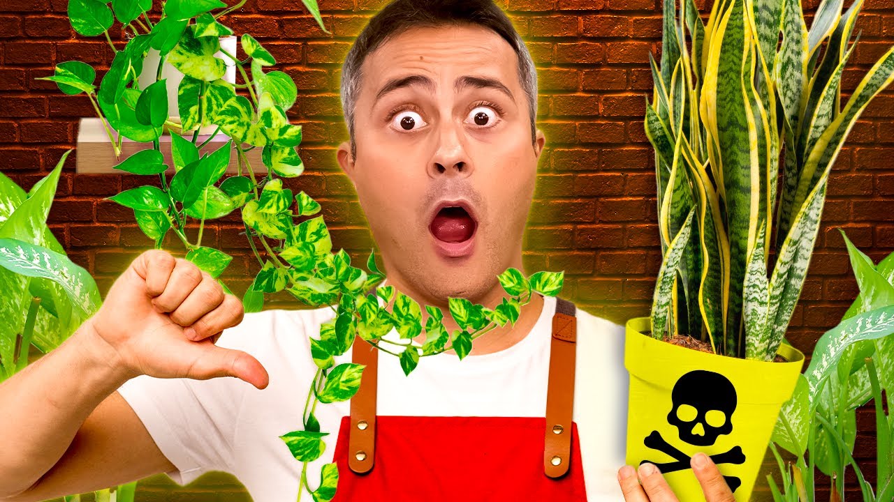 Plantas VENENOSAS que podem estar na sua casa