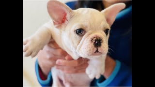 Video preview image #7 French Bulldog Puppy For Sale in FREMONT, CA, USA
