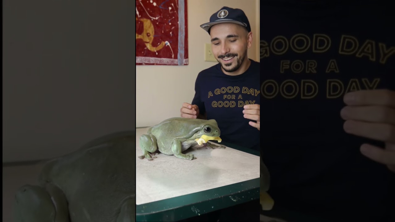 Watch video My big frog. #whitestreefrog #GiantFrog #Amphibian #Huge #Comedy #vfx #editor #petfrogforbeginner Now My big frog. #whitestreefrog #GiantFrog #Amphibian #Huge #Comedy #vfx #editor #petfrogforbeginner