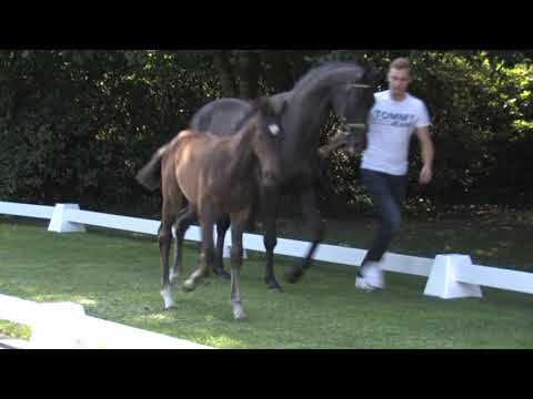 Hengstfohlen Escolar x Sandro Hit