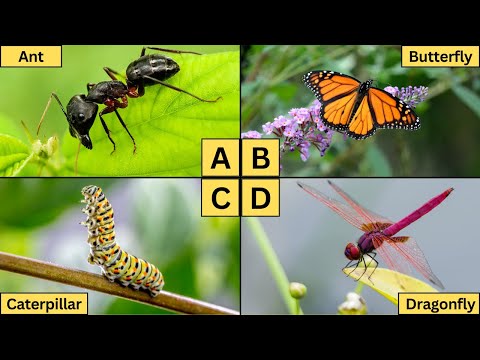 ABC Insects for Kids | Learn A-Z Insect Names and Fun Facts!