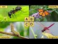 ABC Insects For Kids Learn A Z Insect Names And Fun Facts