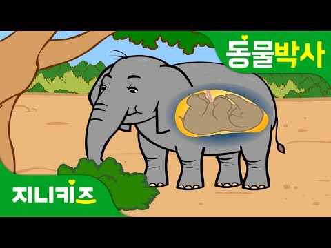 코끼리 왕배꼽 | 코끼리에게도 배꼽이? | 동물박사★지니키즈