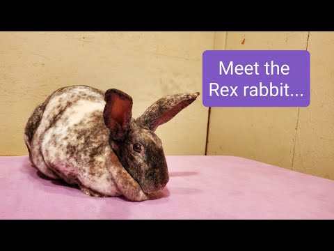 Meet the Rex Rabbit.