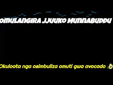 okuloota nga osimbuliza omuti gwa avocado 🥑 - Omulangira Jjuuko Munnabuddu