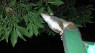 Possum jumping in the tree - Sydney Australia HD 01