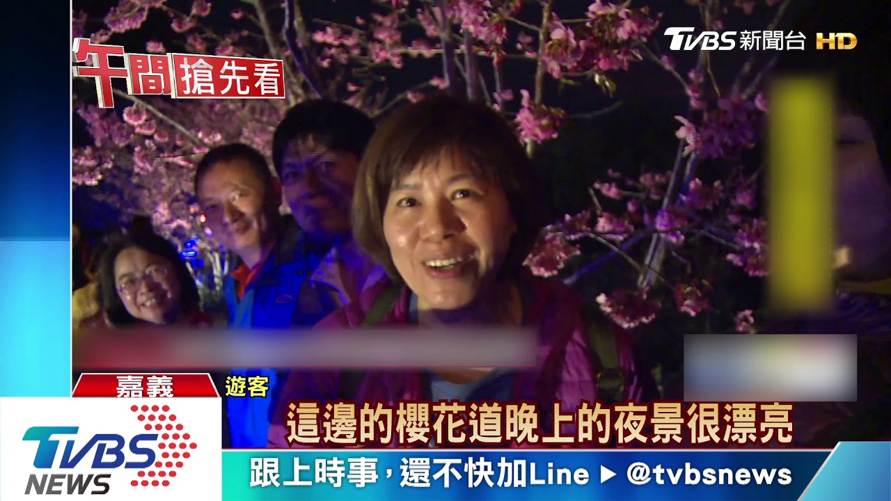 櫻花盛開!爭睹櫻花美景 阿里山公路湧車潮