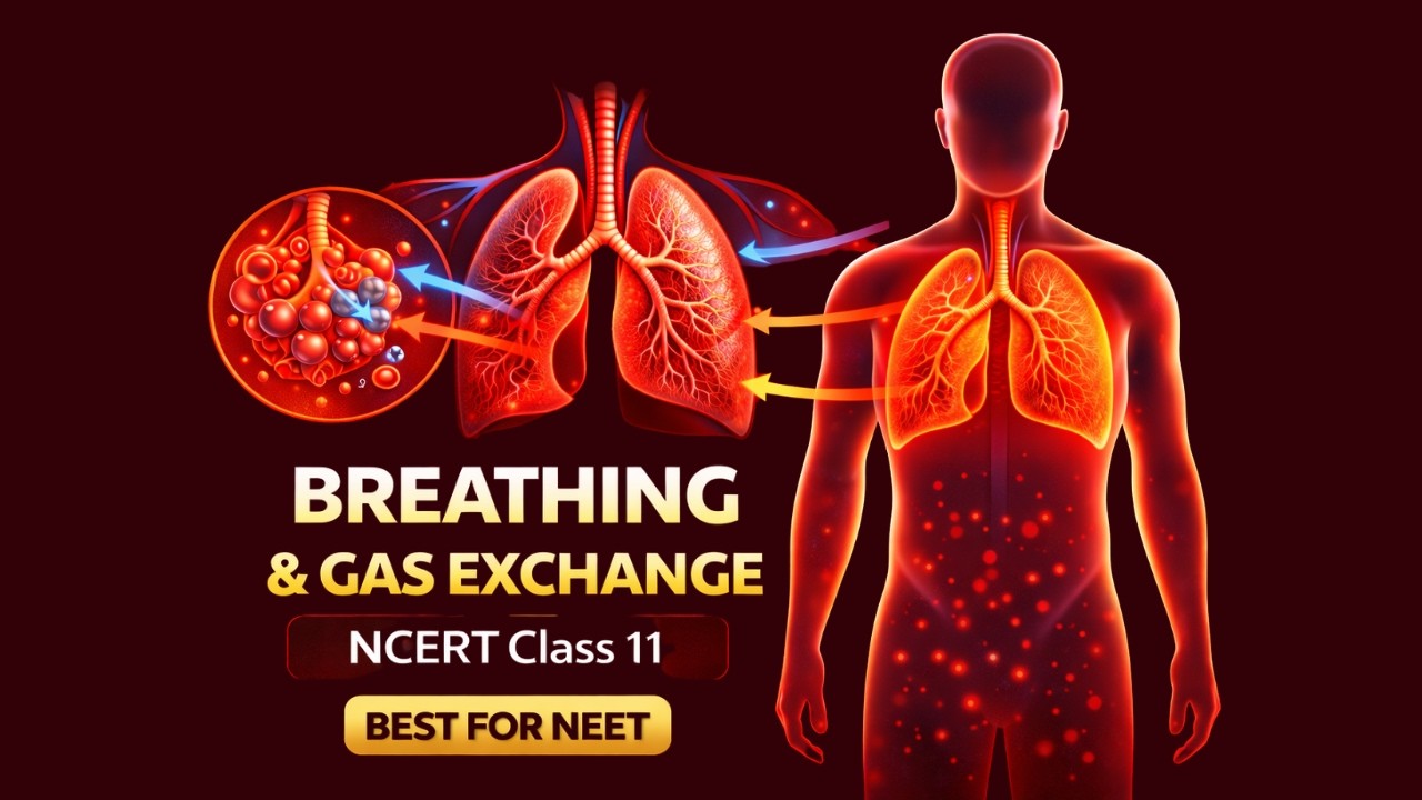 CBSE Class 11 Biology || Breathing and Exchange of Gases || Full Chapter || By Shiksha House