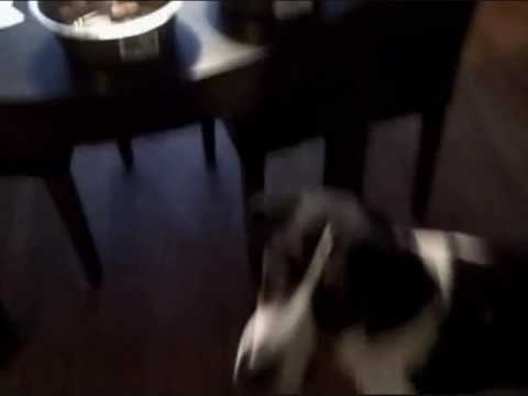 Marley The Wonder Dog : NHL Eastern Conference winner predictions