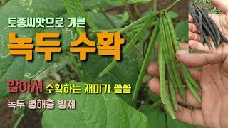 토종녹두 농약과 비료 없이 수확하기 녹두병해충방제 녹두재배방법과 수확방법