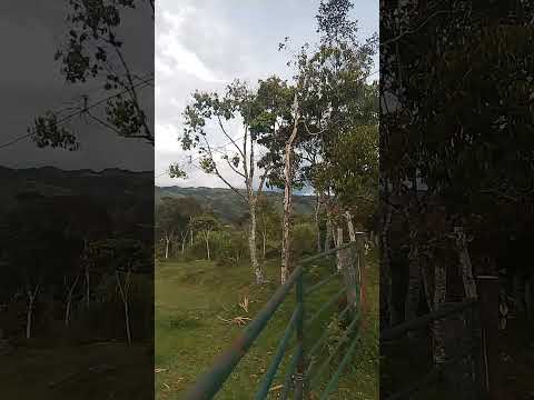 vista desde la vereda Santa Rita en oiba Santander #viral #viralvideo #viralshorts #paisaje