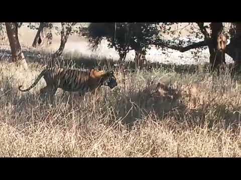 Best Zone in Ranthambore national park | Tiger Safari |