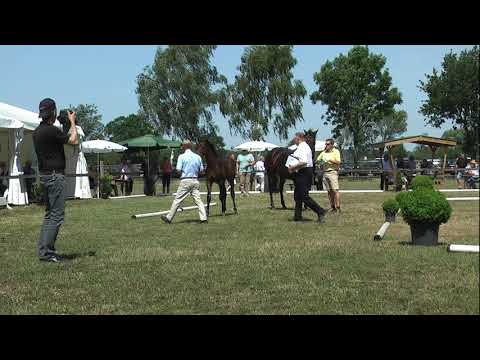 Sudweyher Fohlenschau 2019 - Kat.-Nr. 21