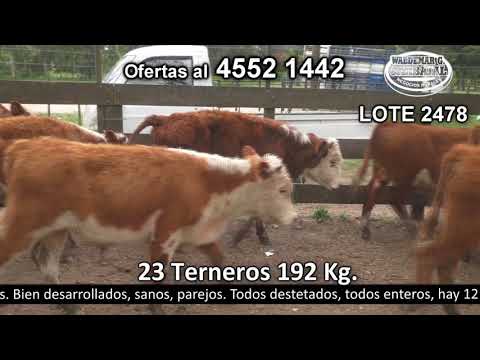 Lote 23 Terneros 14 HE,  5 HE c/  RA y 4 HE c/  NO. 192kg -  en El Chileno - a 9 km de Palo Solo