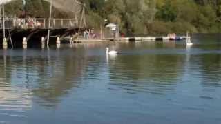 preview picture of video 'Ein Schwan auf dem Flückigersee - Freiburg im Breisgau'