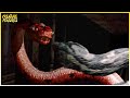 Boa Vs Python The Snakes Battle Each Other Creature Features