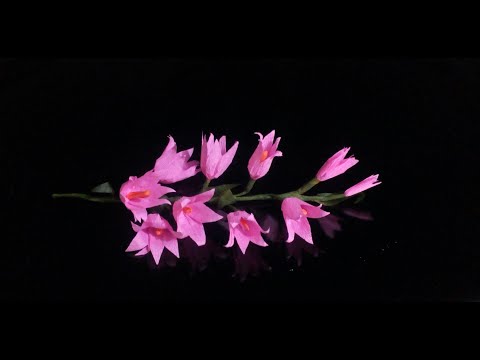 How to make crepe paper flowers || bell flowers