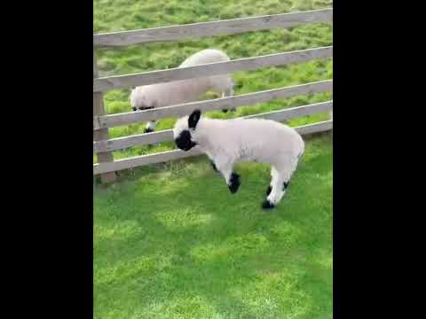 When a Lamb Discovers Jumping    Magic Happens! ✨ #cutefarmanimal #animals #funny #cute