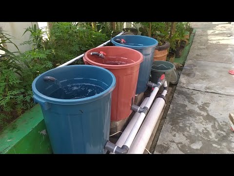 DIY : How to build simple RAS system for catfish ponds using bucket || Aquaponic system (Part 1)