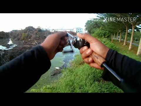 Haruan Jalanan.. Shimano Aldebran 51HG