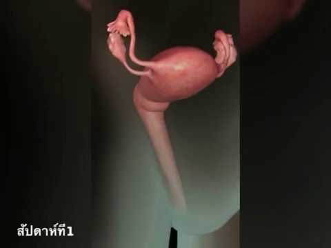 เป็นโรคสะเก็ดเงินที่พบบ่อยหยาบคายอะไร ไม่ SDA ในโรคสะเก็ดเงิน