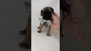 Video preview image #1 Pug-Shih Tzu Mix Puppy For Sale in Benton, LA, USA