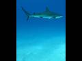 Shipwreck Shark Nassau Bahamas Scubadiving Ocean Travel Adventure