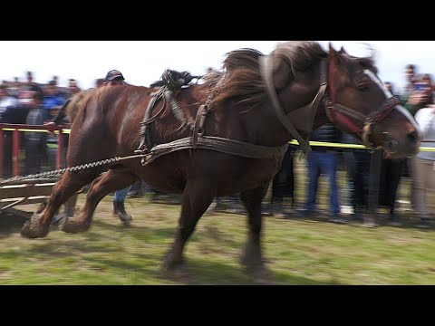 Marius Bonea's horses from Craidorolț - Satu Mare 2023