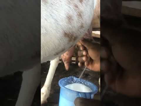, title : 'Fresh goats milk 🐐 🇱🇰'