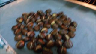 kestane en güzel nasıl pişirilir/ kestane nasıl çizilir / kestane nasıl saklanır