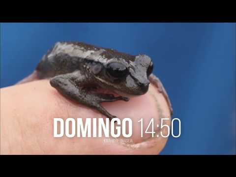 Chamada: Domingo na Band com erro de digitaço (06/08/2017)