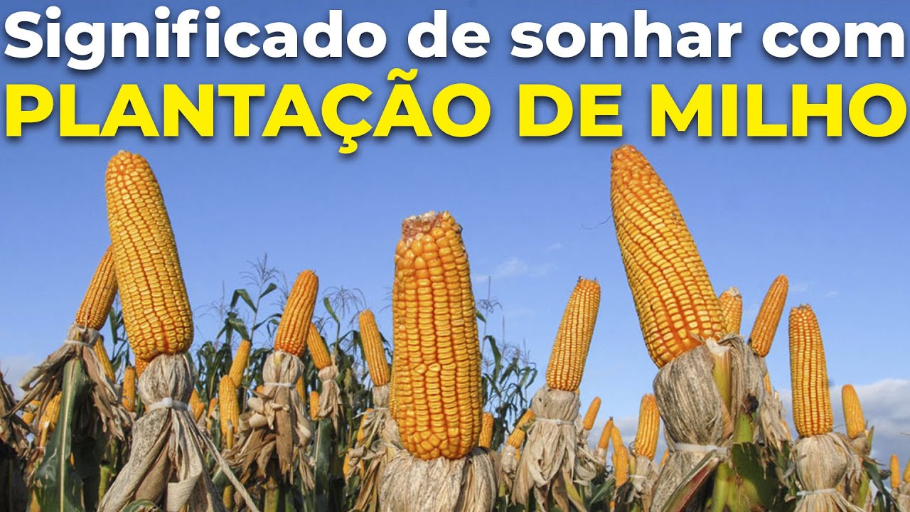 SONHAR COM PLANTAÇÃO DE MILHO: Qual o significado É dinheiro Entenda!