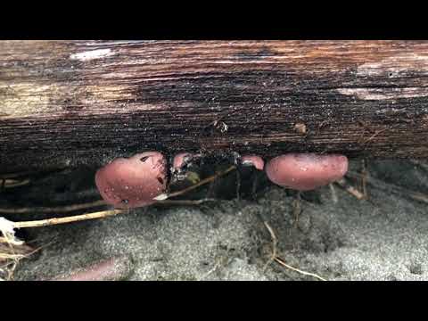 Mushrooms on the Beach